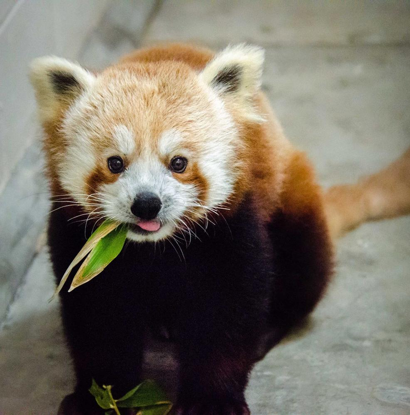 Illustration for article titled The San Francisco Zoo Got A New Red Panda and He's Adorable